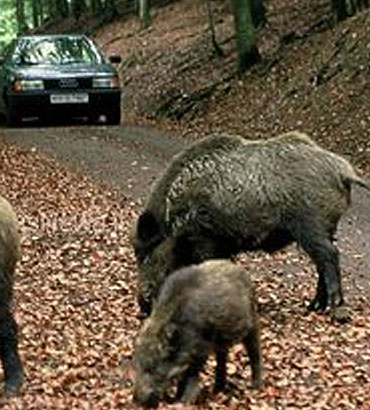 Incidenti con animali